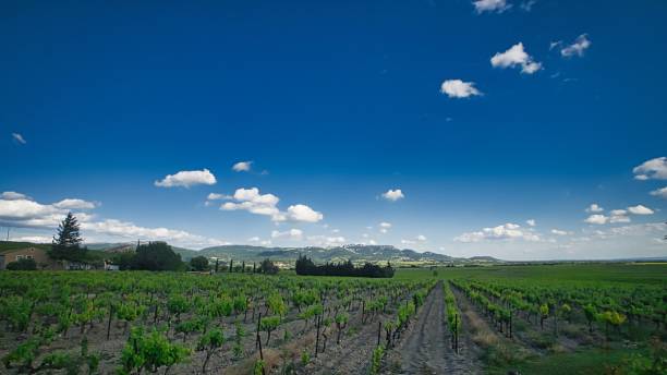 istock Under the sun of Provence 1152878448