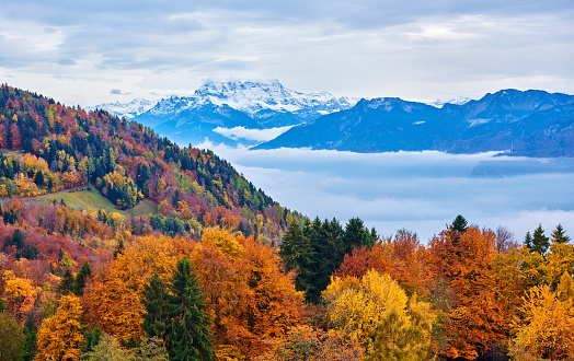 Multi Colored Autumn at European Alps