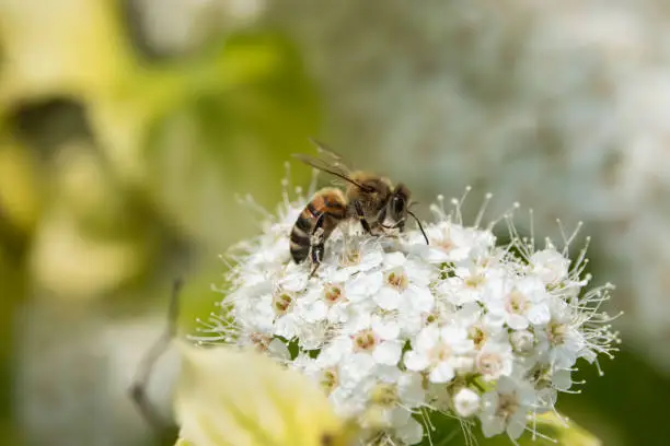 Honeybee (Apis cf. mellifera) on birchleaf spiraea (Spiraea betulifolia) flowers in springtime.