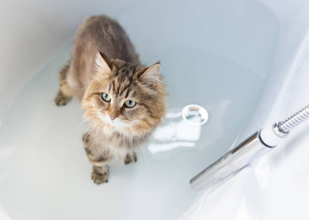 istock Siberian cat in bathtub 1152879540