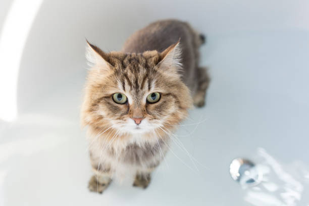 istock Siberian cat in bathtub 1152879585