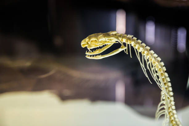 skeleton of snake (siamese cobra, monocled cobra.) - snake cobra egyptian cobra poisonous organism imagens e fotografias de stock