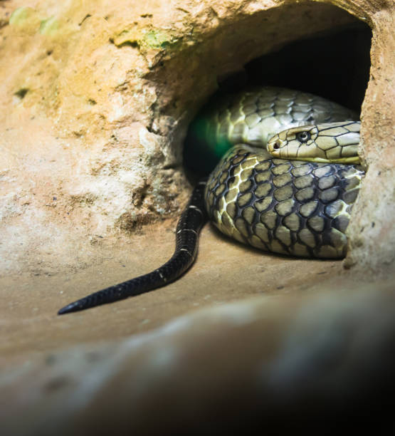 istock The King cobra in Thailand 1152880127