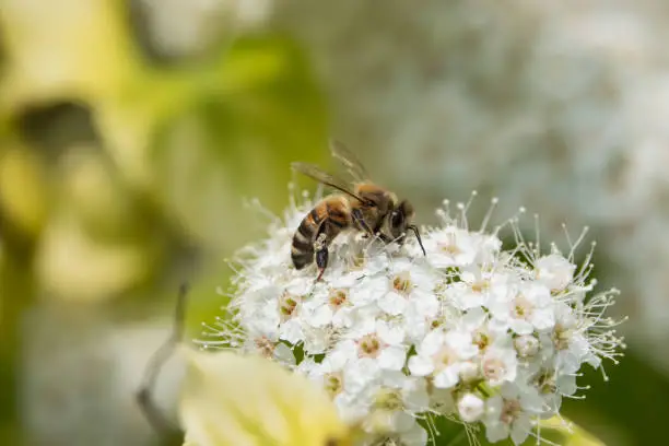 Honeybee (Apis cf. mellifera) on birchleaf spiraea (Spiraea betulifolia) flowers in springtime.