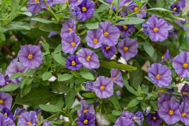 istock Lycianthes rantonnetii, the blue potato bush, Paraguay nightshade, Solanum rantonnetii. Flowering plant from South America. Evergreen shrub for garden, park, balcony 1152881187
