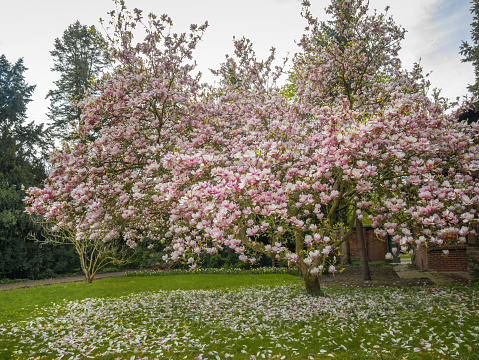 Magnolia tree in blooming. Spring season. Delightful plants for garden, park, landscape design
