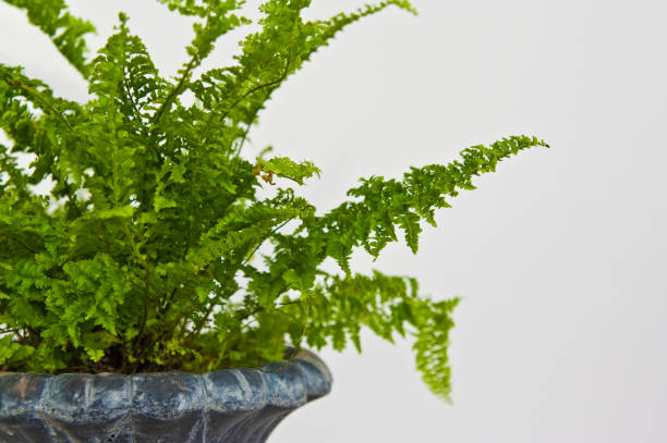 istock Fern plant in rustic pot or vase on white background. 1152885056