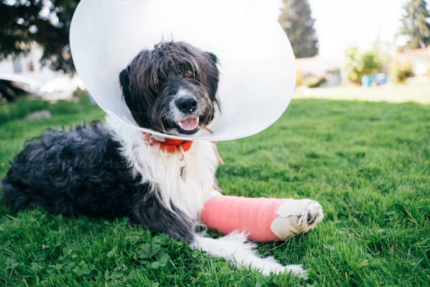 Injured puppy looking at the camera as it lays in the grass