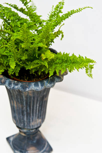 istock Fern plant in rustic pot or vase on white background. 1152885744