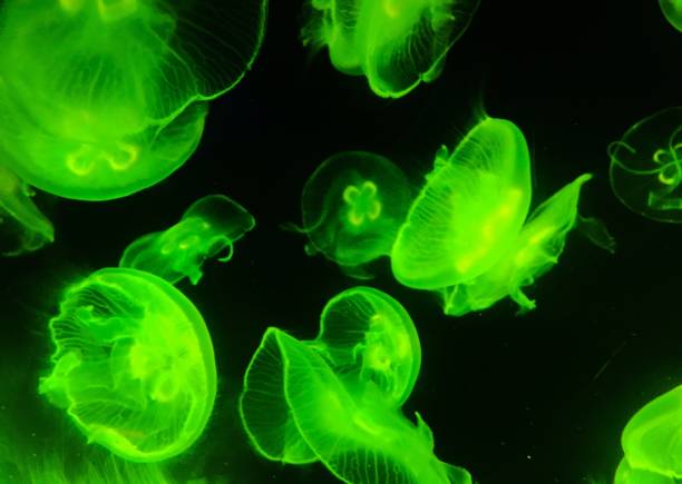 istock Jellyfish in an aquarium fluorescent 1152885970