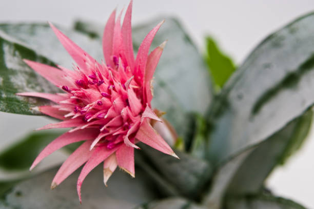 Exotic pink flower Aechmea fasciata Close-up of an elegant oriental exotic flower naled Aechmea fasciata, with pink spiky flowerhead and green leaves. aechmea fasciata stock pictures, royalty-free photos & images