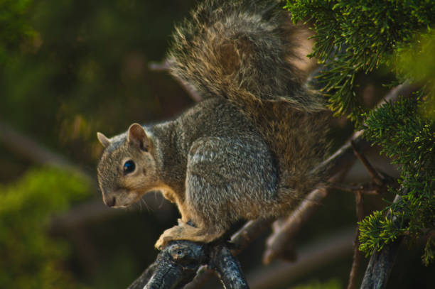California Gray Squirrel watches from a treetop perch. young California Gray Squirrel sits on the bright green branches of a pine tree in Los Angeles, California. Found along the western coast of the United States and Mexico. This species has also been known as the silver-gray squirrel, the Oregon gray squirrel, the Columbian gray squirrel and the banner-tail.