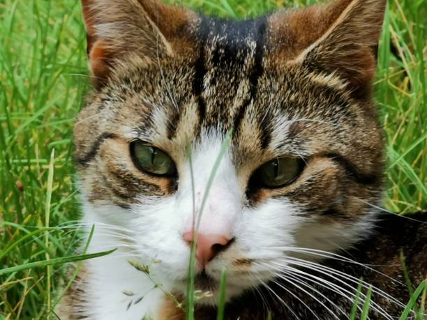 istock cat and animal pet summer 1152888645