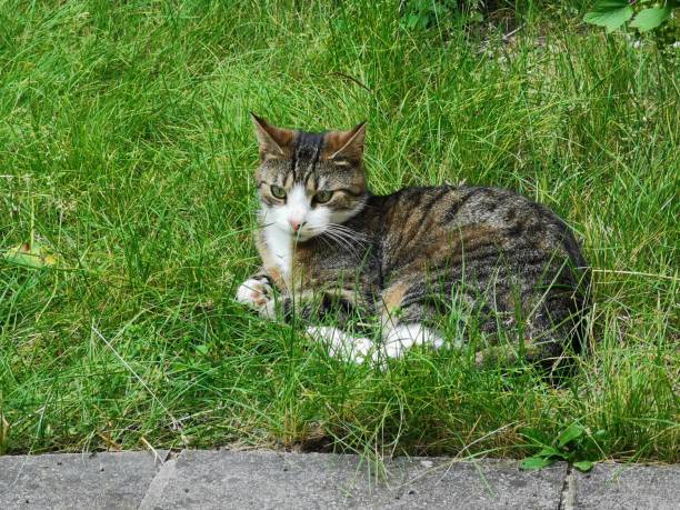 istock cat and animal pet summer 1152888757