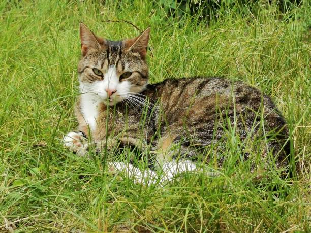 istock cat and animal pet summer 1152888815
