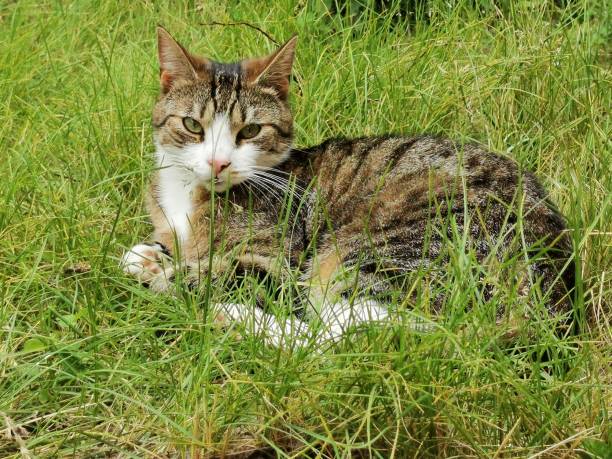 istock cat and animal pet summer 1152888817