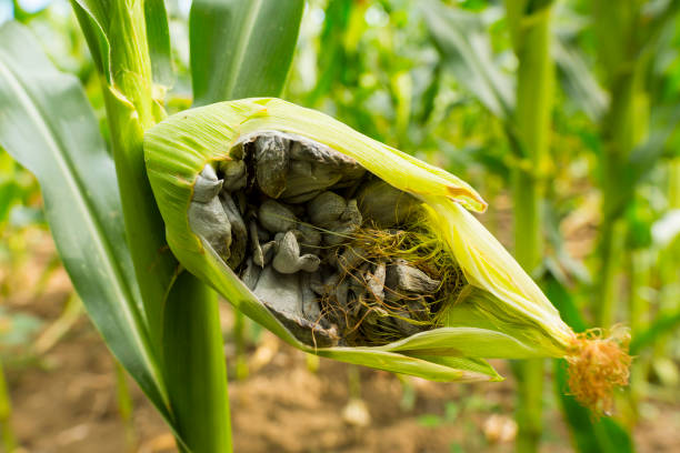 huitlacoche-manchitas de maíz, hongos, trufa mexicana - genetic modification corn corn crop genetic research fotografías e imágenes de stock