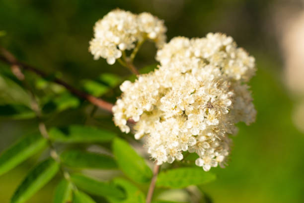 Flowers rowan. rowan in spring time. White flowers of the rowan tree