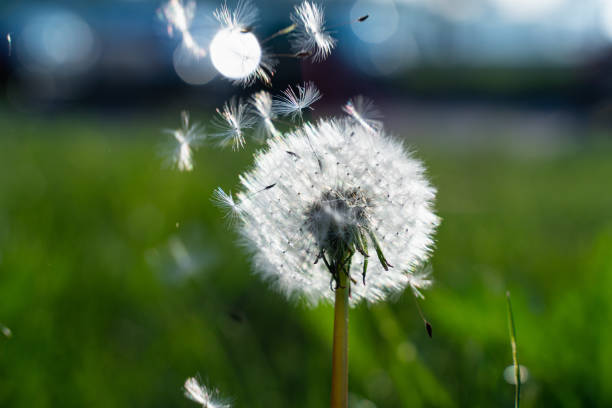 istock fluffy white dandelion close-up. flowers and plants 1152889062