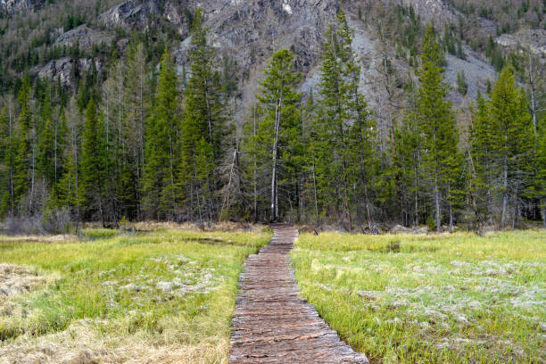 istock Wooden bridge to the forest and mountains. 1152889088