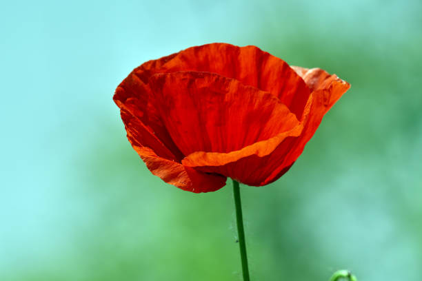 istock Poppy flowers closeup 1152891783