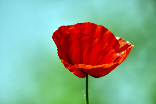 istock Poppy flowers closeup 1152891784