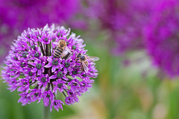 purple blossom of a culivated allium with two bees stock photo