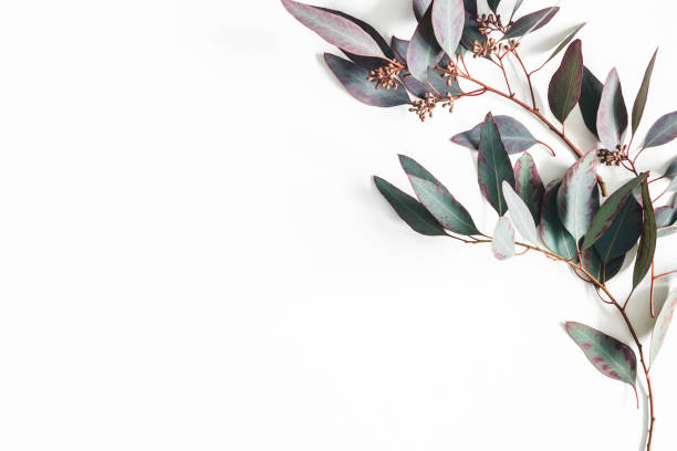 ユーカリは白い背景に葉を残します。ユーカリの枝で作られたパターン。フラットレイ, トップビュー, コピースペース - autumn flower holiday plant ストックフォトと画像