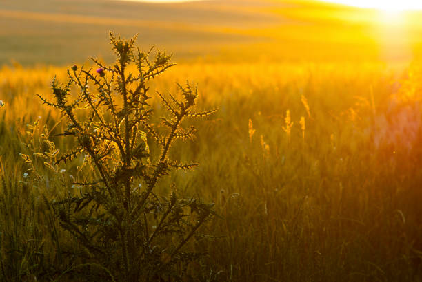 Champ de blé - Photo