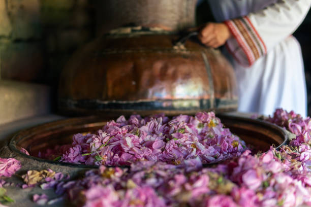 rosa damascena. die saison der ätherisch erzeugend, ist jetzt. die fülle der berühmten bulgarischen rose ist in ihrem höhepunkt. - destillationsturm stock-fotos und bilder