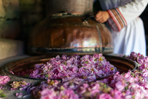 The peak оf the Damask rose essential oil production. Distillation process and extraction of the essential oil.