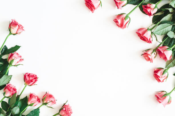istock Flowers composition. Rose flowers on white background. Flat lay, top view, copy space 1152894026