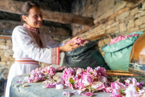 rosa damascena. la saison de production d’huile essentielle est maintenant. l’abondance de la fameuse rose bulgare est à son apogée. - fabrication huile essentielles photos et images de collection