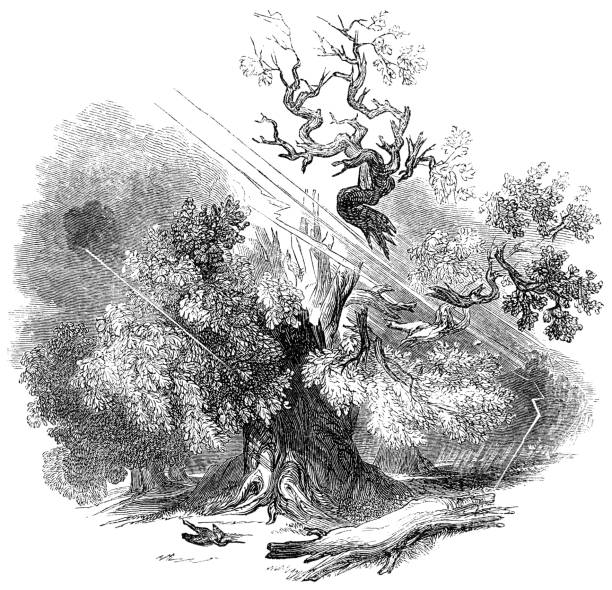 Lightning Splitting an Old Gnarled Oak Tree - Works of William Shakespeare Sulphurous bolt splits the unwedgeable and gnarled oak in Measure for Measure from the Works of William Shakespeare. Vintage etching circa mid 19th century. old oak tree stock illustrations