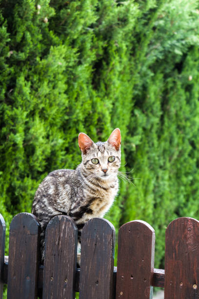 Cat sitting on a wooden fence on green background