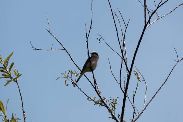 istock Red-backed shrike, Lanius collurio, in a tree 1152895054