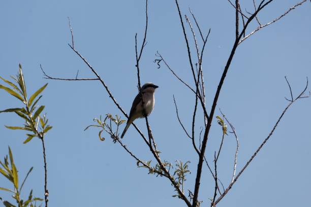 istock Red-backed shrike, Lanius collurio, in a tree 1152895062