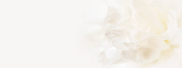 istock Closeup view of white peony flower. 1152895278