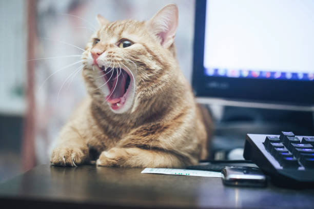 istock Ginger Hair Cat is Yawning 1152896984