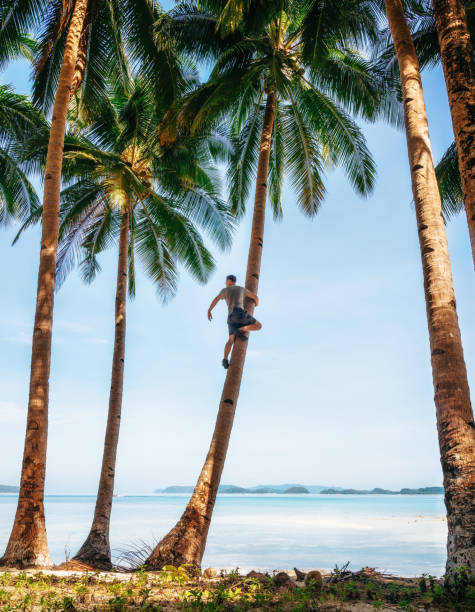 istock Man sits on palm tree and looks into distance, Philippines 1152897036