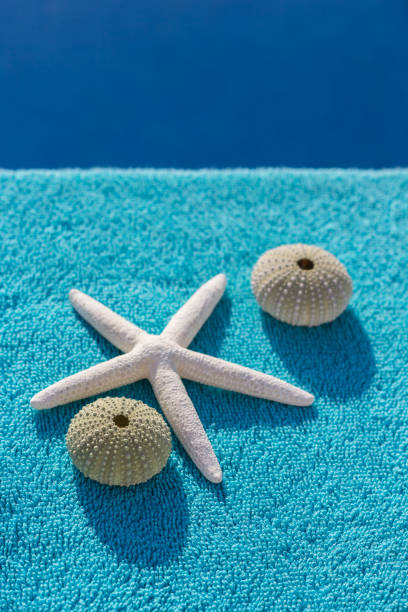 istock Two sea urchin and starfish are sunbathing 1152898528