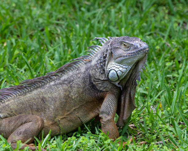 istock Male Green Iguana Close Up 1152899370