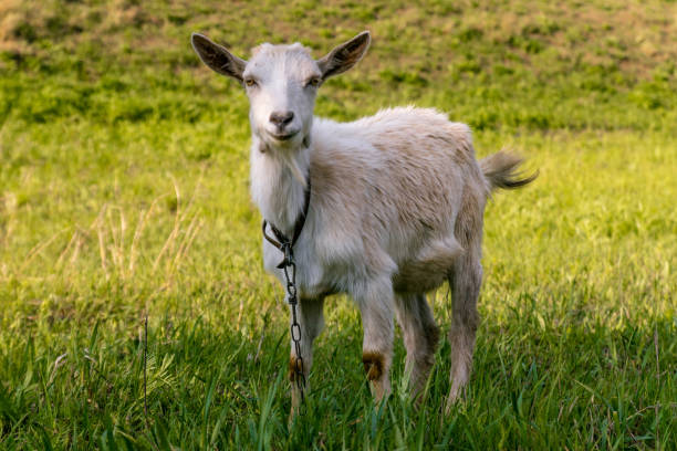 istock A young goat grazes in a meadow and smiling. 1152899413