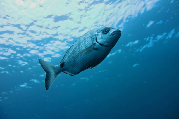 istock White Seabream (Diplodus sargus), Canary Islands 1152899490