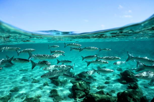 istock Golden Grey Mullet (Liza aurata), Canary Islands 1152899493