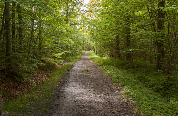 istock Quiet gravel road through green woods. 1152899608