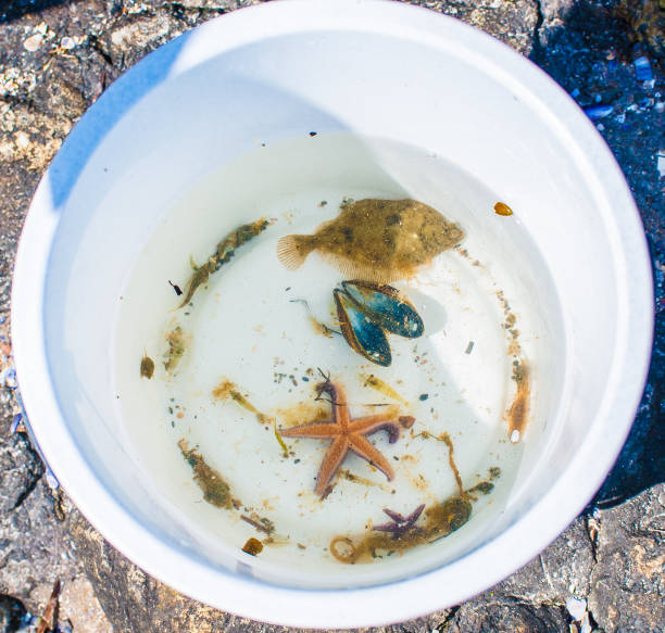 istock A bucket with a flatfish, blue mussel and a starfish. 1152899773