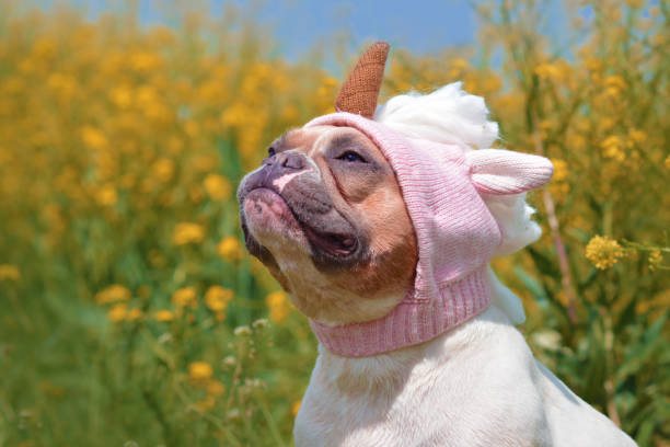 Funny red pied colored French Bulldog dog dressed up with funny pink unicorn wool hat in front of spring flower background animal photography pied stock pictures, royalty-free photos & images