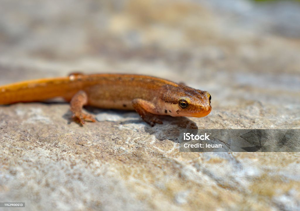 Small Rgv Lizard Small Lizard Stock Photo - Download Image Now - Animal, Animal Body ...