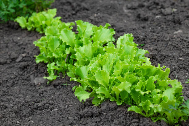 istock Bolted lettuce salads in a vegetable garden 1152900613